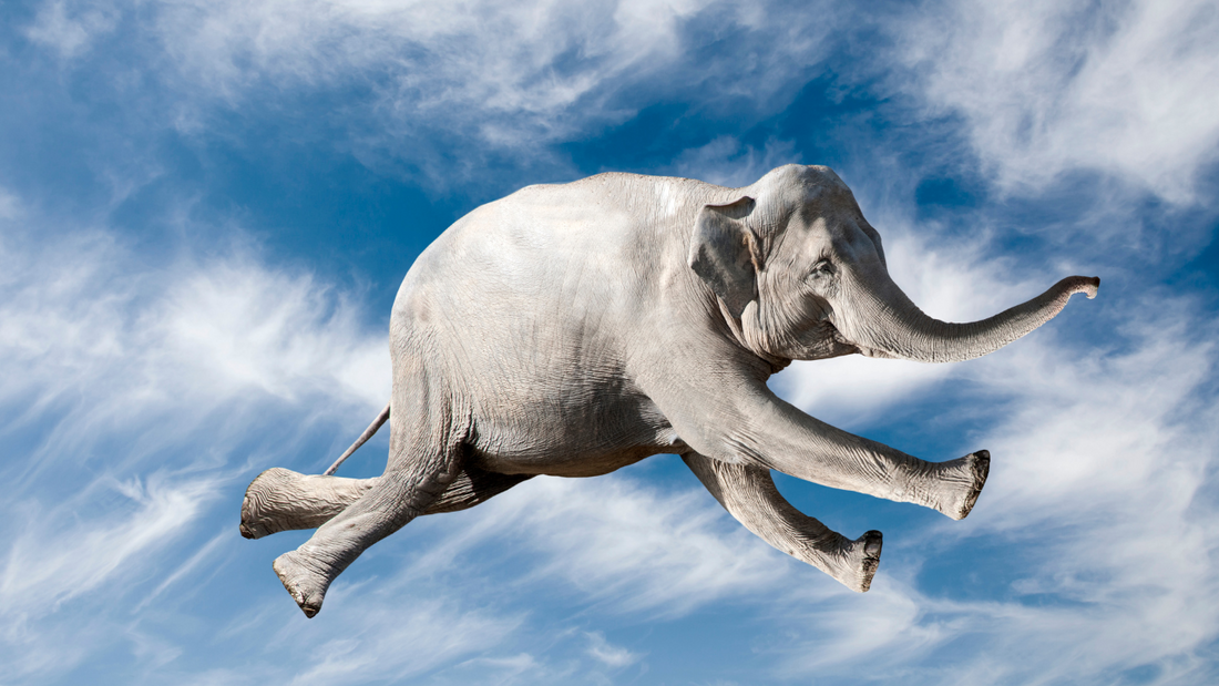 From Fairy Elephant to Handstands: Why Flexibility in Body and Mind is True Strength