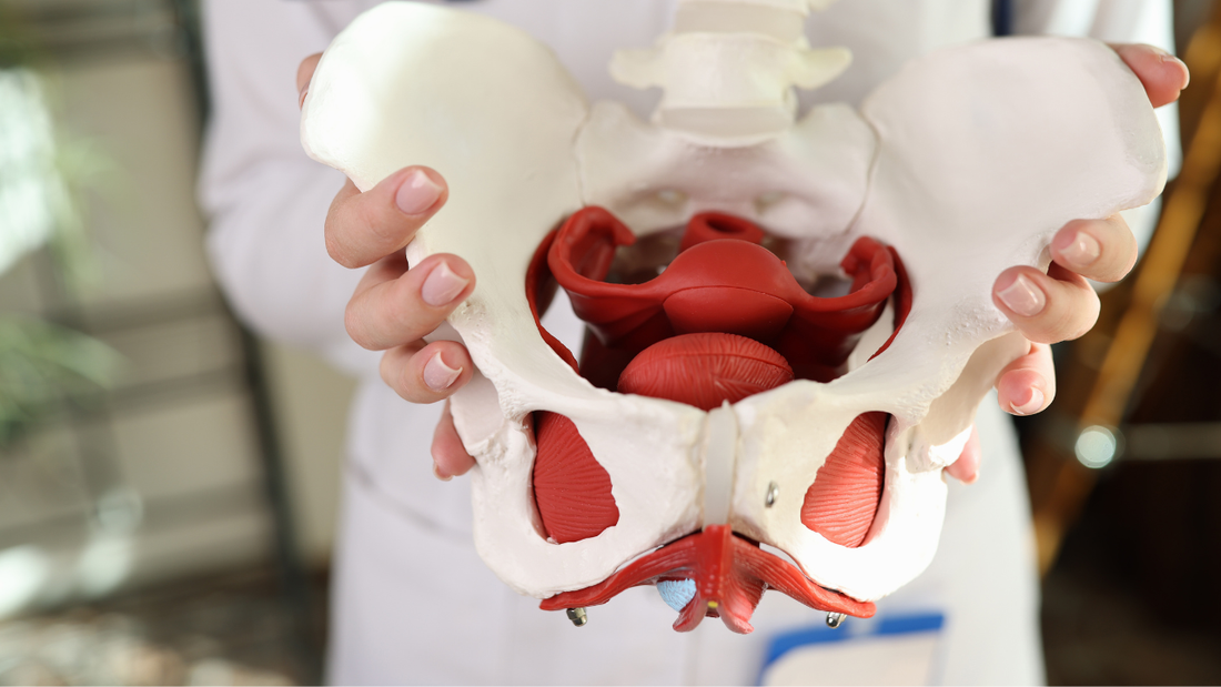 The Gut–Pelvic Floor Connection: Strength Starts in the Gut